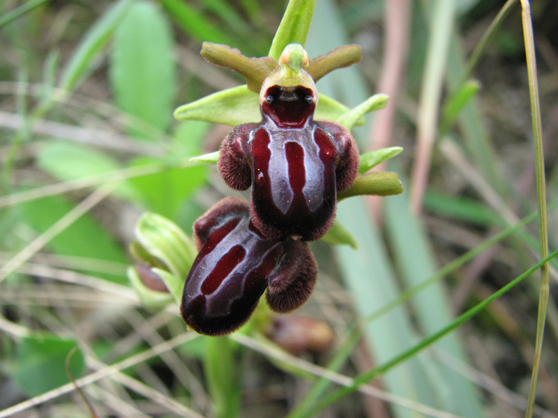 Neotinea tridentata